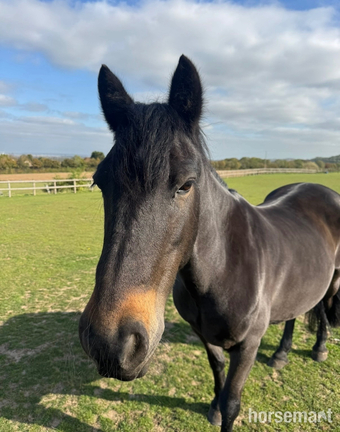 "Dakota" Dark Bay Mare Happy Hacker