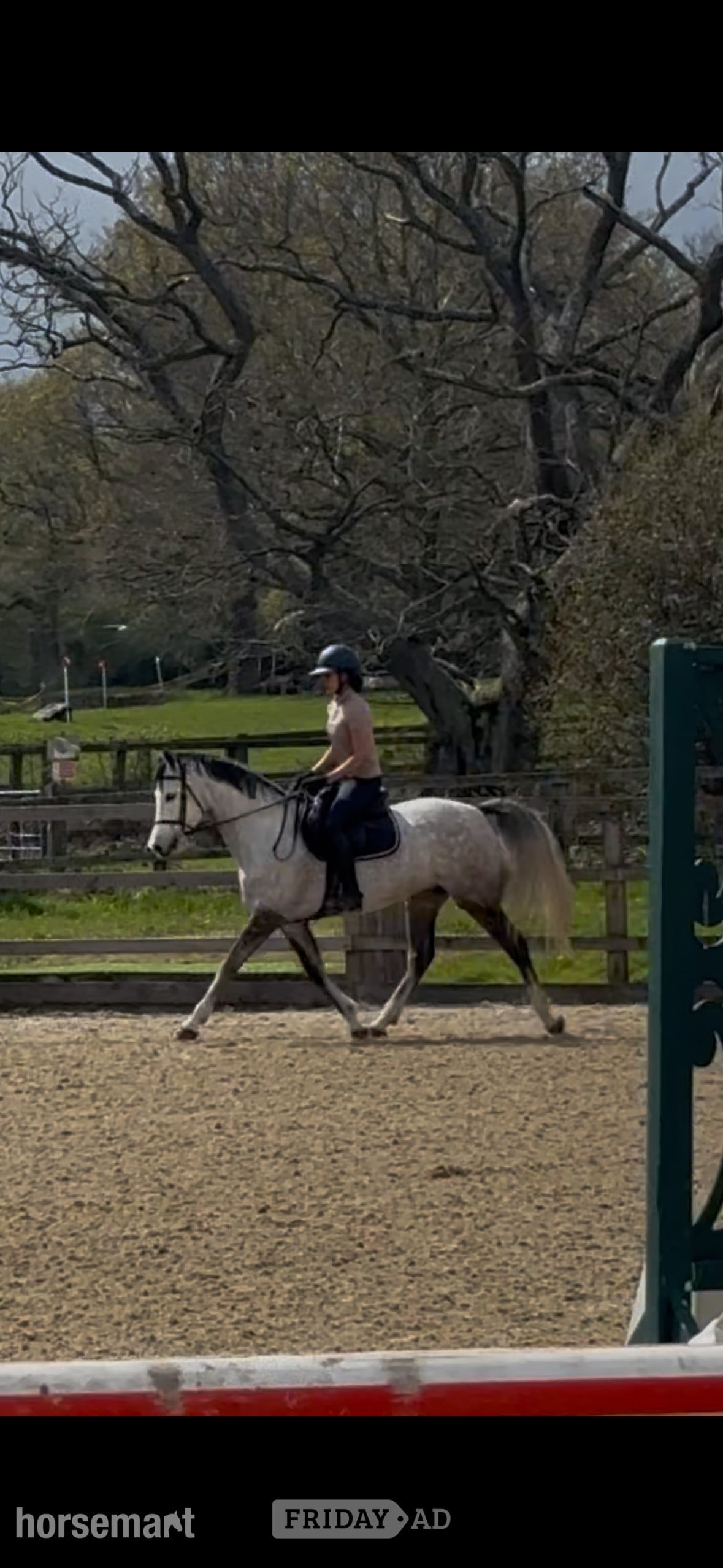 "Flashy ladies prospect" Dapple Grey Mare All Rounder in Reading