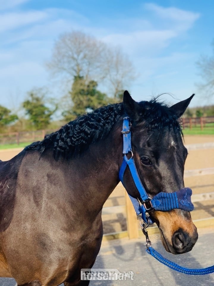 "Mylo" Dark Bay Gelding All Rounder - Horses