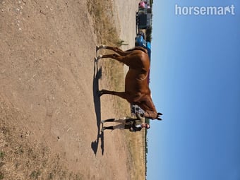 "Ezra " Chestnut Gelding Ex Racehorse