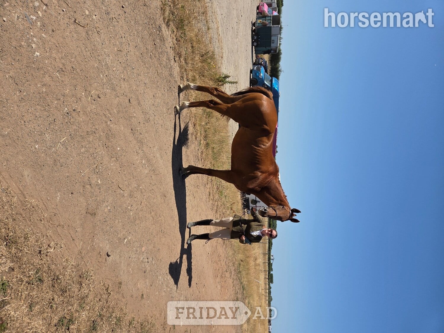 "Ezra " Chestnut Gelding Ex Racehorse in Hull