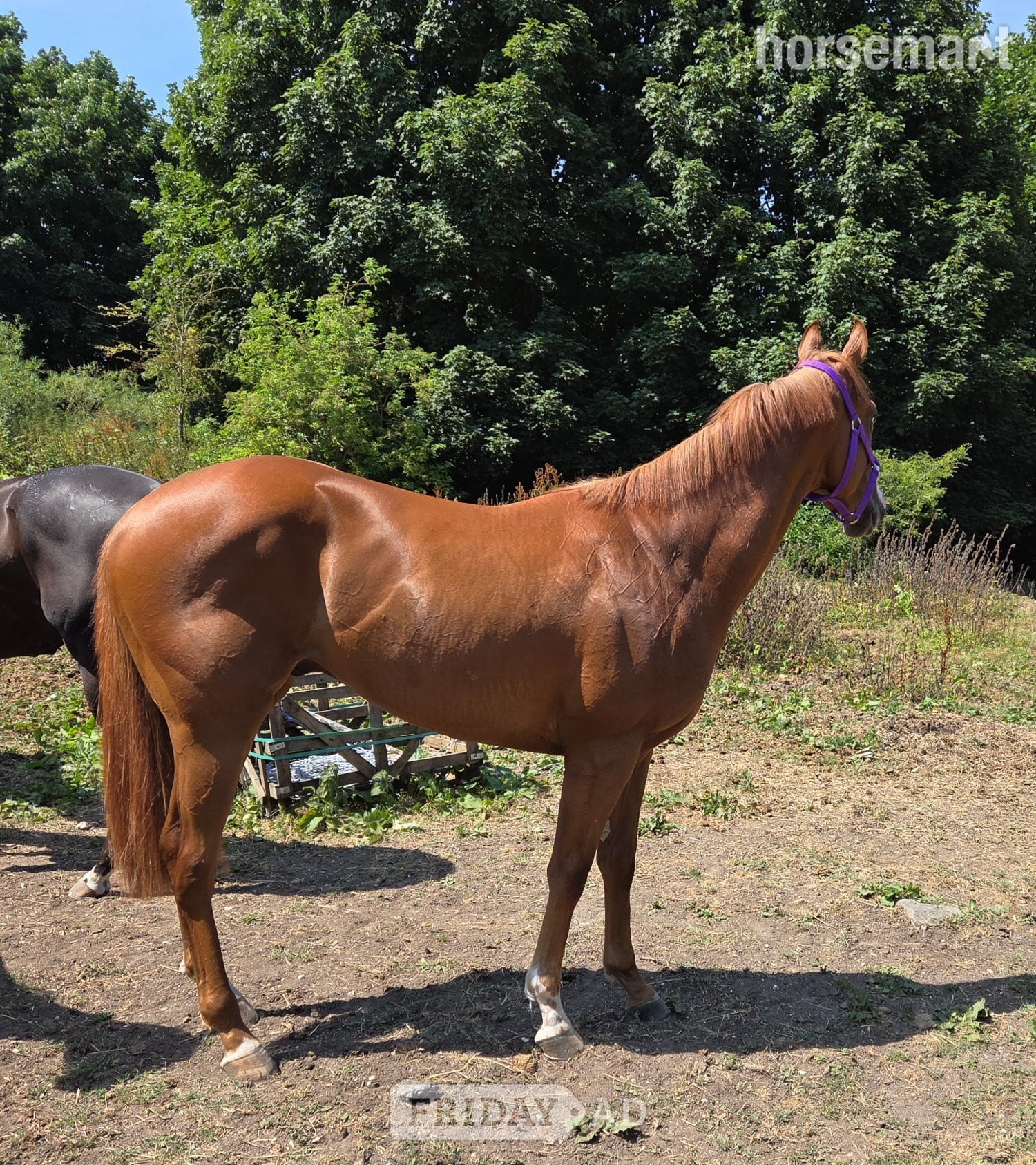 "Ezra " Chestnut Gelding Ex Racehorse