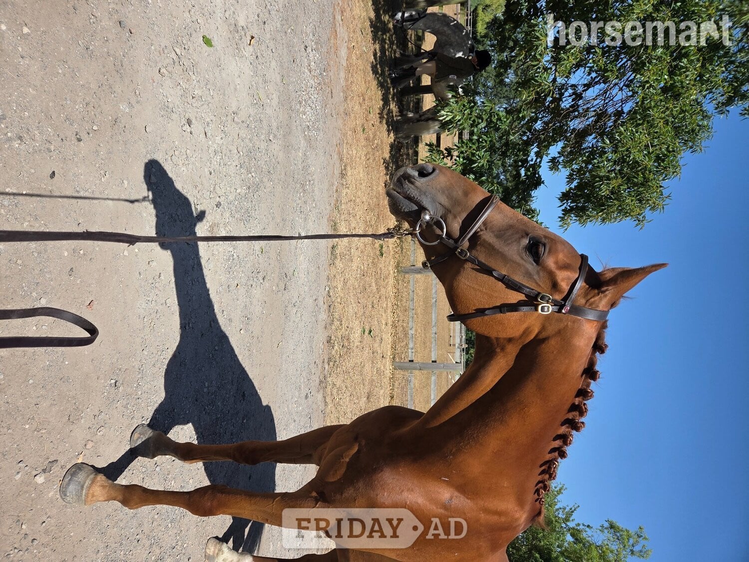 Hull "Ezra " Chestnut Gelding Ex Racehorse