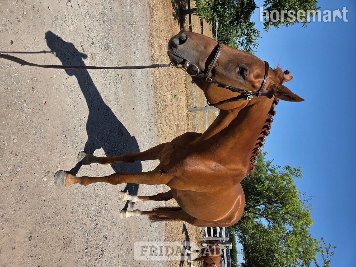 "Ezra " Chestnut Gelding Ex Racehorse - Horses in Hull
