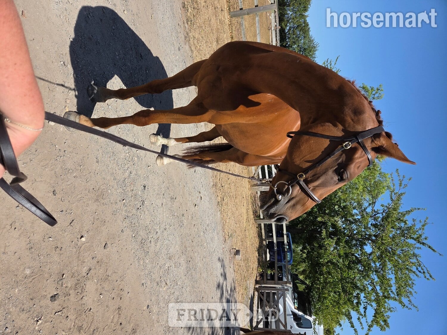 "Ezra " Chestnut Gelding Ex Racehorse - Horses