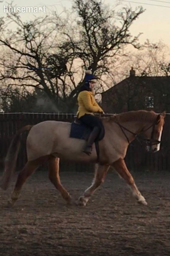 "Parkin" Chestnut Gelding Happy Hacker