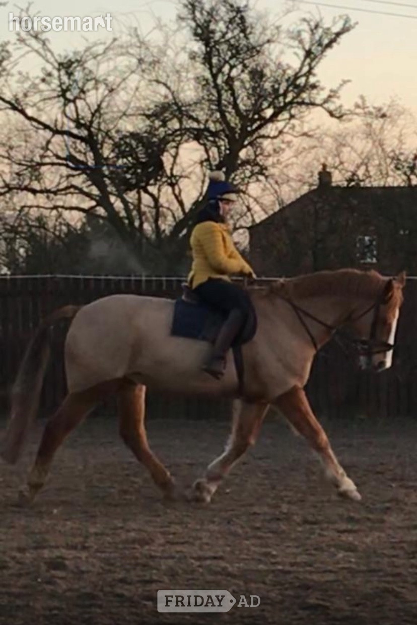 "Parkin" Chestnut Gelding Happy Hacker in Gilberdyke