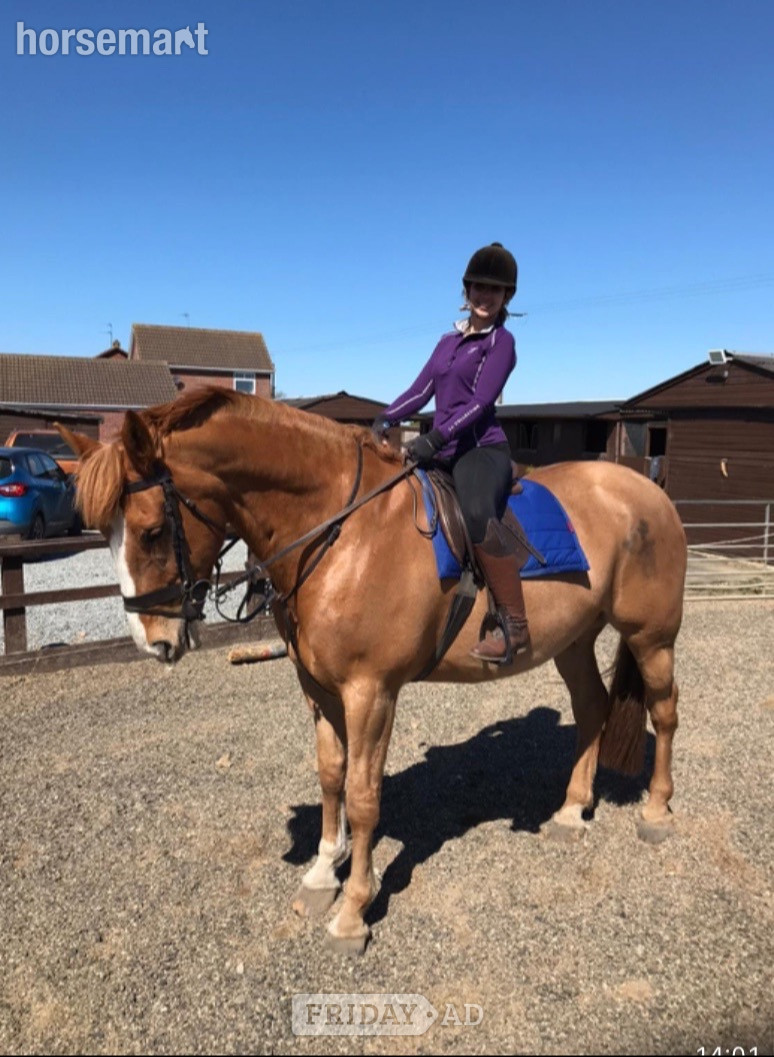 "Parkin" Chestnut Gelding Happy Hacker