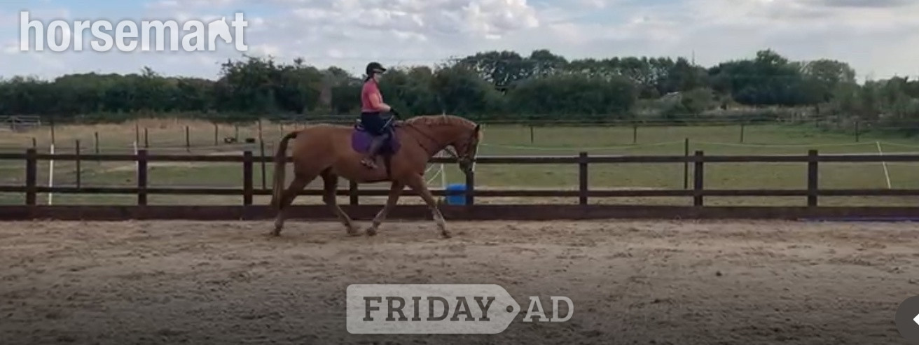 Gilberdyke "Parkin" Chestnut Gelding Happy Hacker