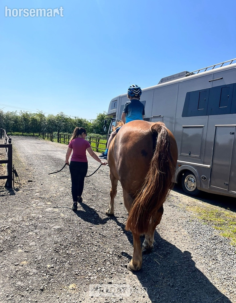 "Parkin" Chestnut Gelding Happy Hacker - Horses in Gilberdyke