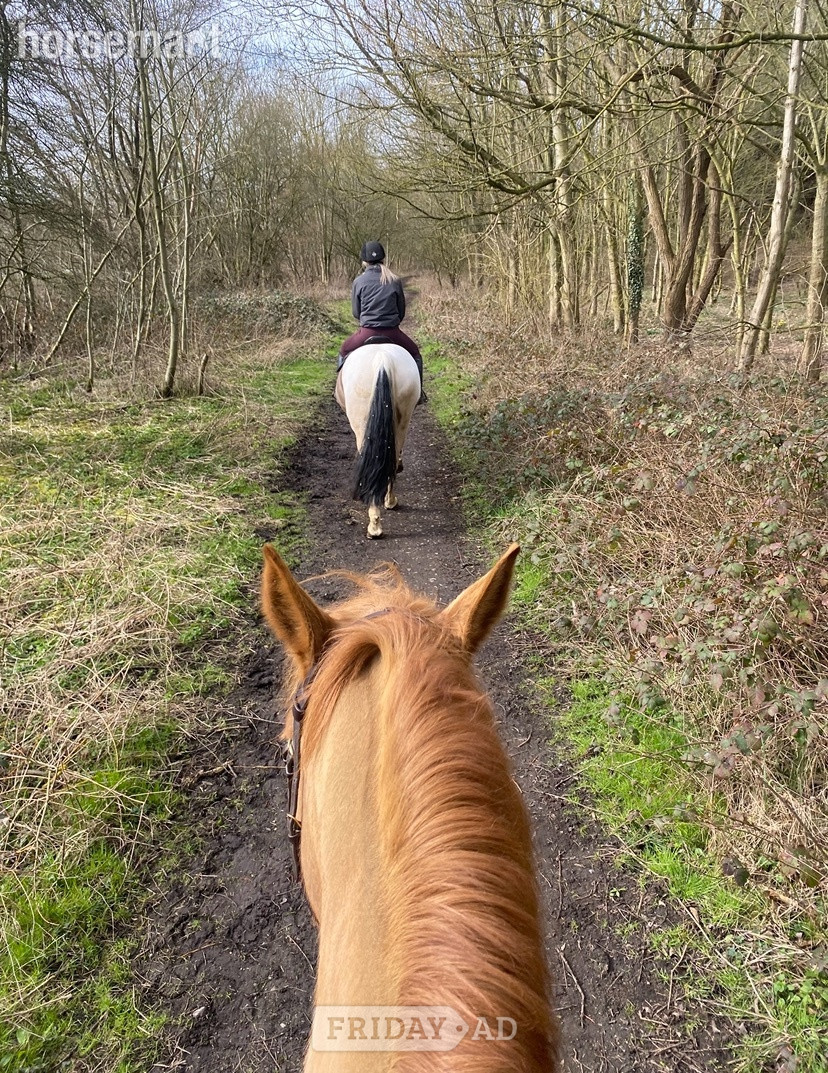 "Parkin" Chestnut Gelding Happy Hacker - Horses