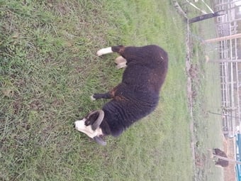 Balwen Ram for sale loving love