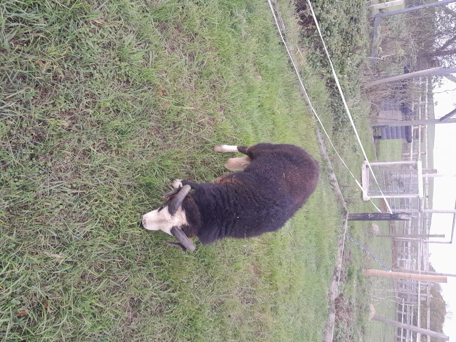 Balwen Ram for sale loving love