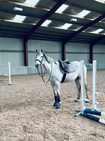 16hh mare for loan 