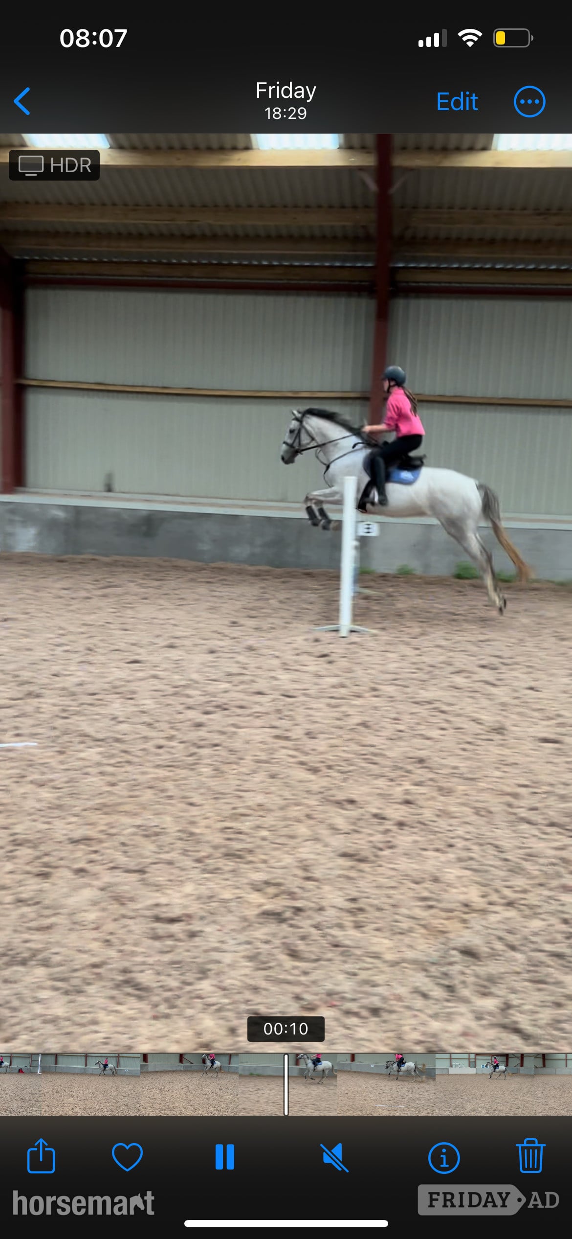 16hh mare for loan  - Horses in Durham