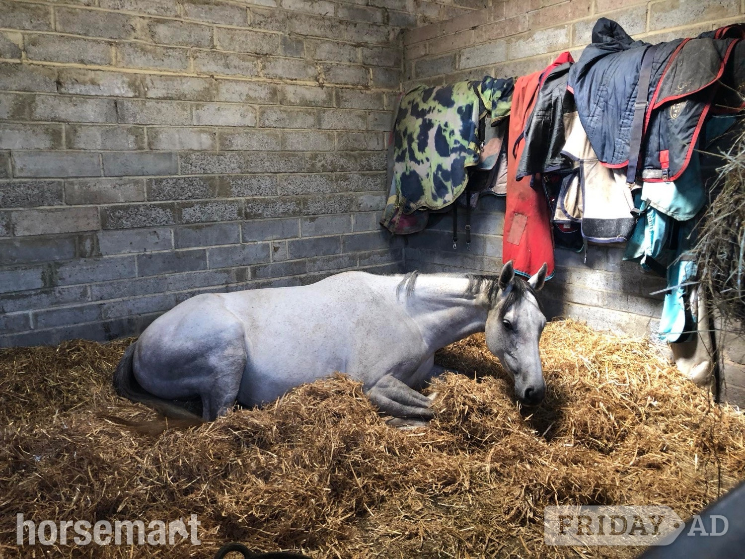 16hh mare for loan  - Horses