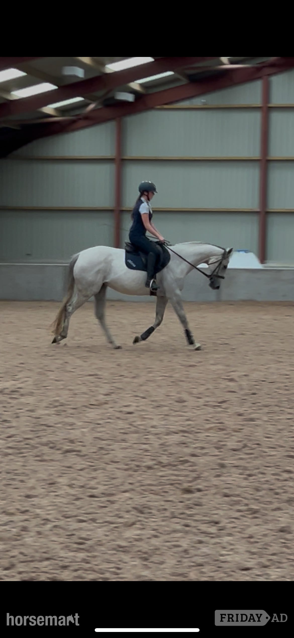 16hh mare for loan 