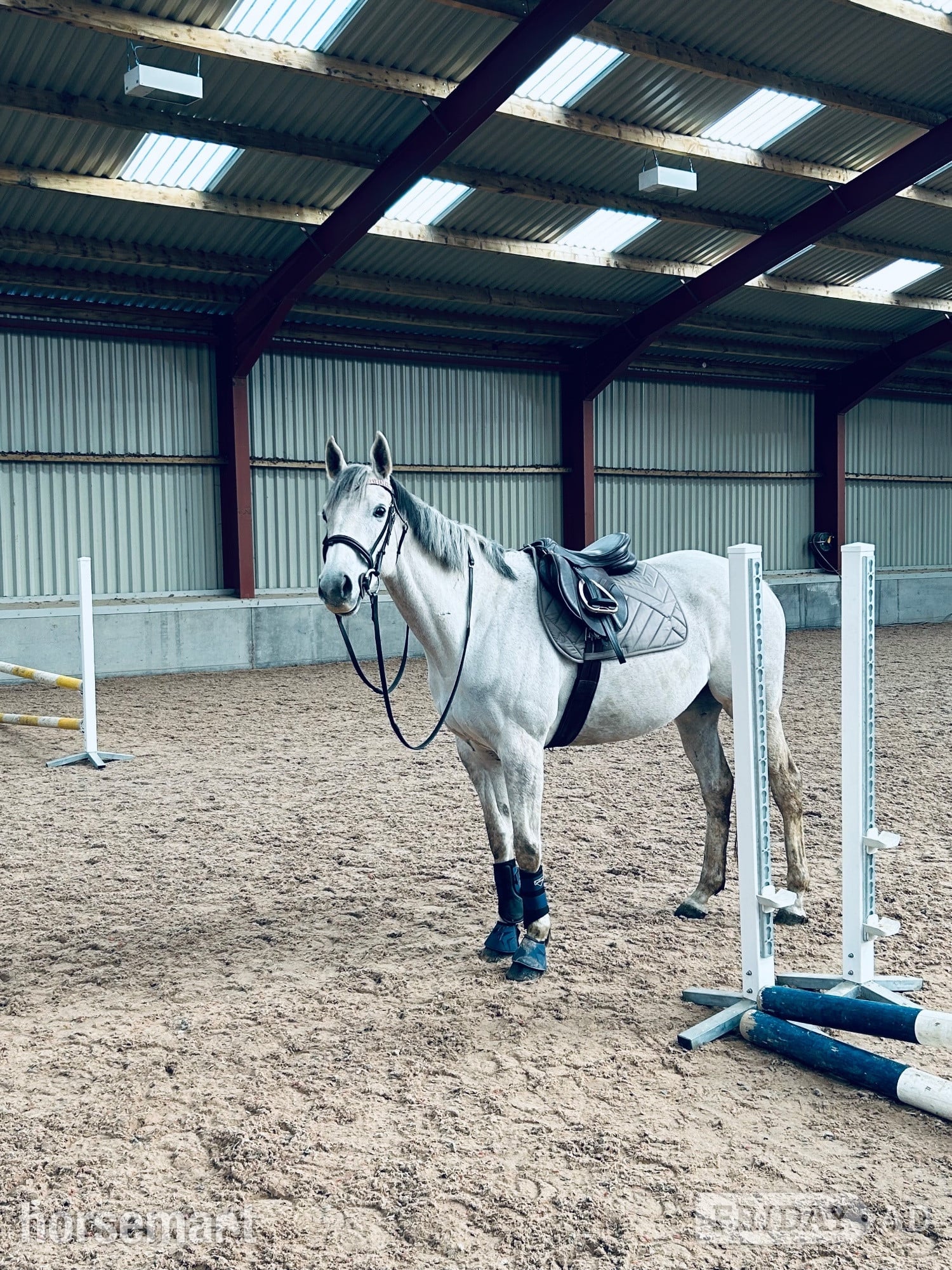 16hh mare for loan  in Durham