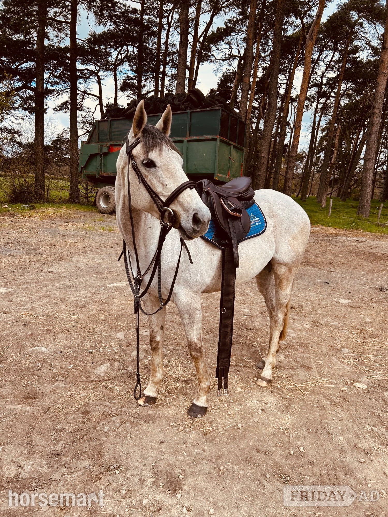 Durham 16hh mare for loan 
