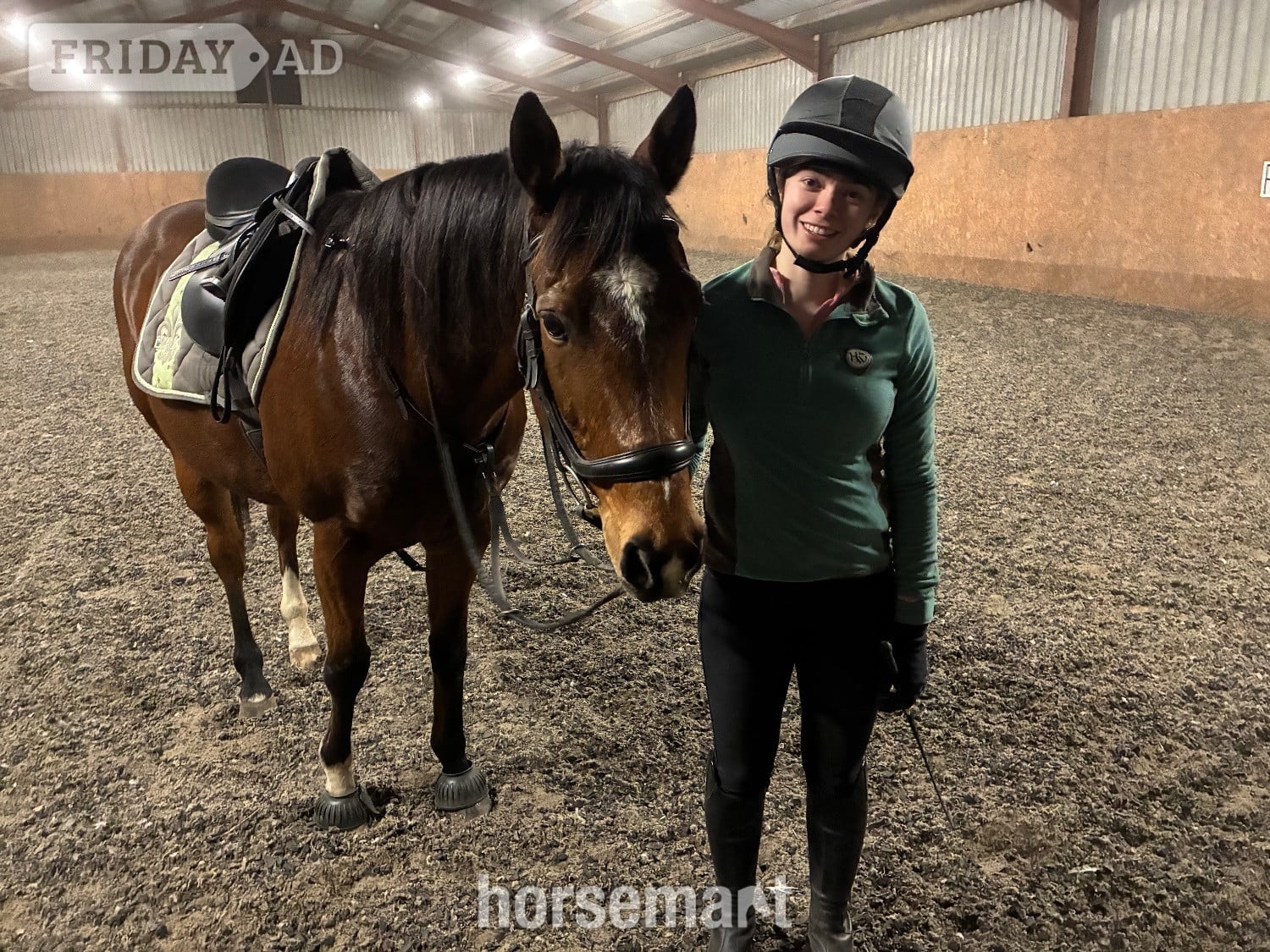 "Monty" Bay Gelding Ex Racehorse