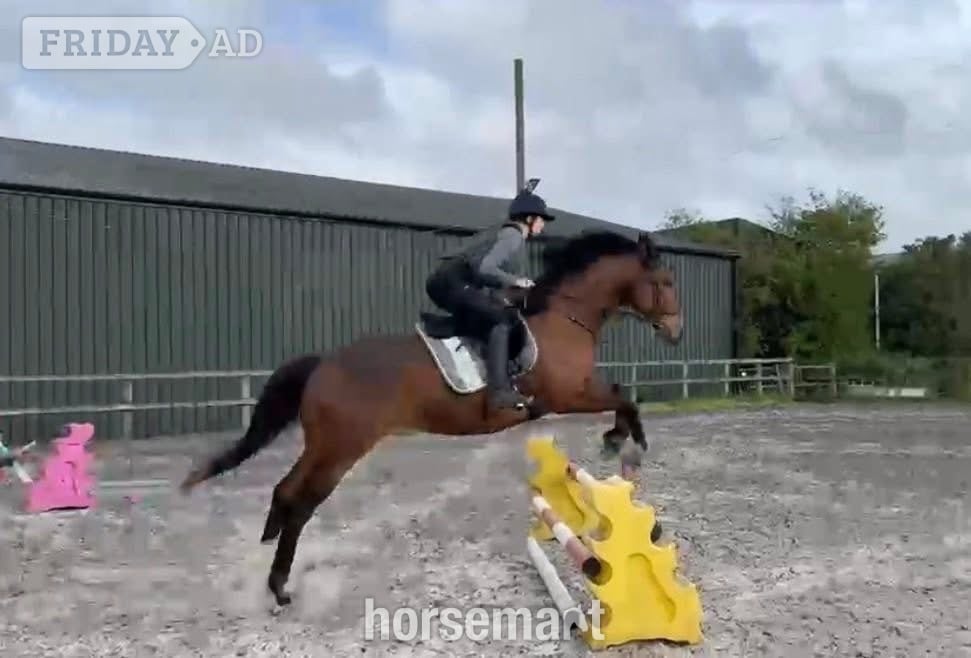 "Monty" Bay Gelding Ex Racehorse in Reading