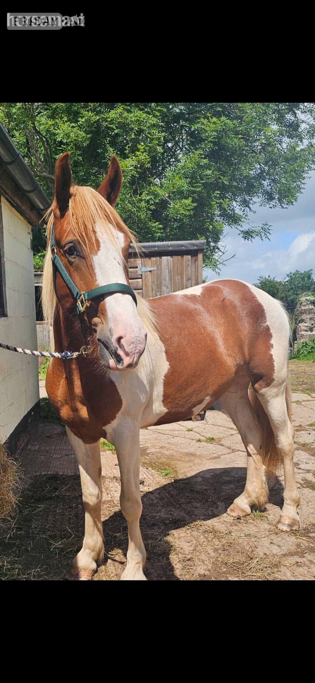 "Goonie" Skewbald Gelding Cob/Heavy Horse in Tiverton
