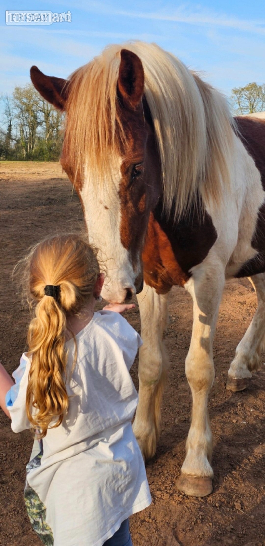 "Goonie" Skewbald Gelding Cob/Heavy Horse