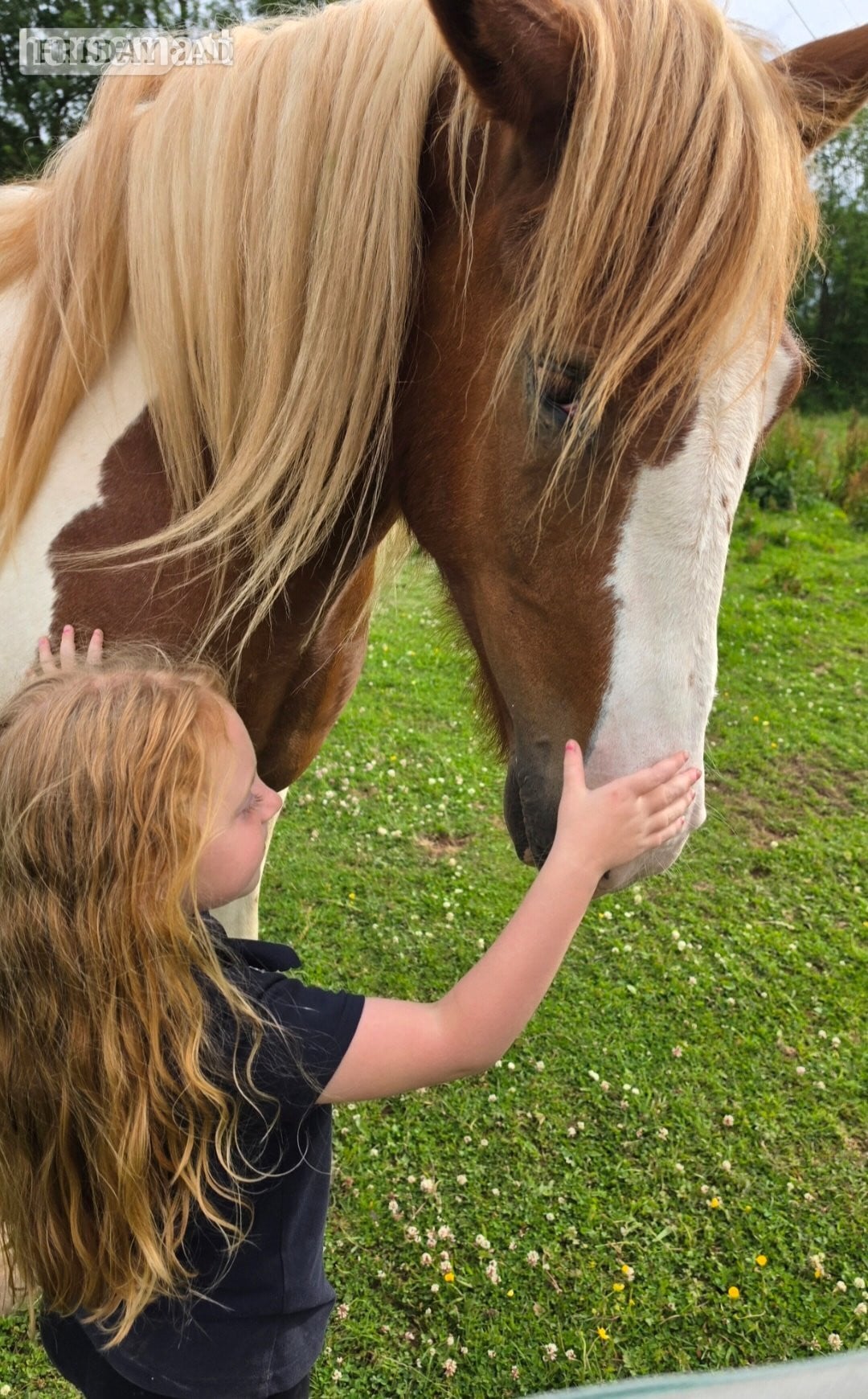 Tiverton "Goonie" Skewbald Gelding Cob/Heavy Horse