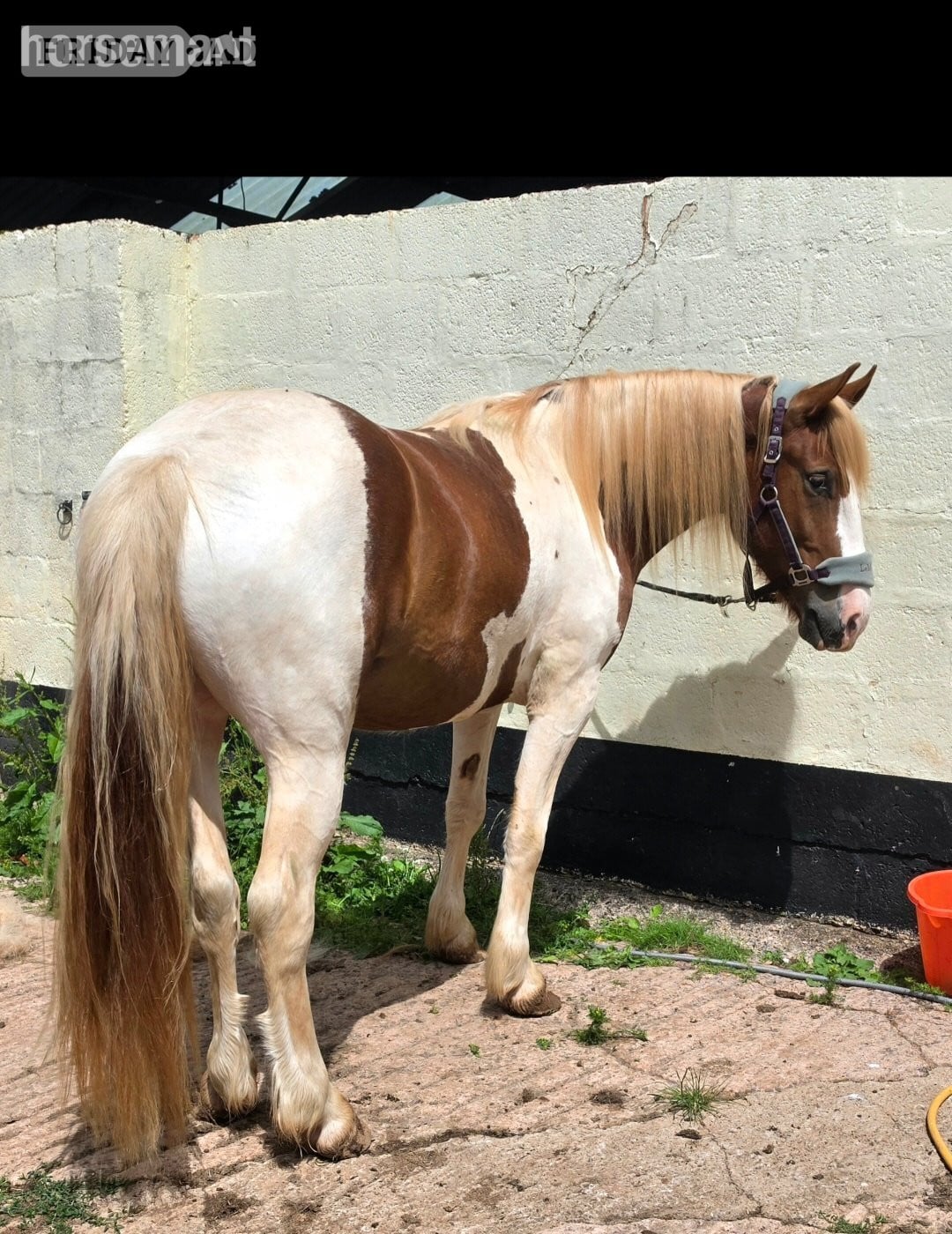 "Goonie" Skewbald Gelding Cob/Heavy Horse - Horses in Tiverton