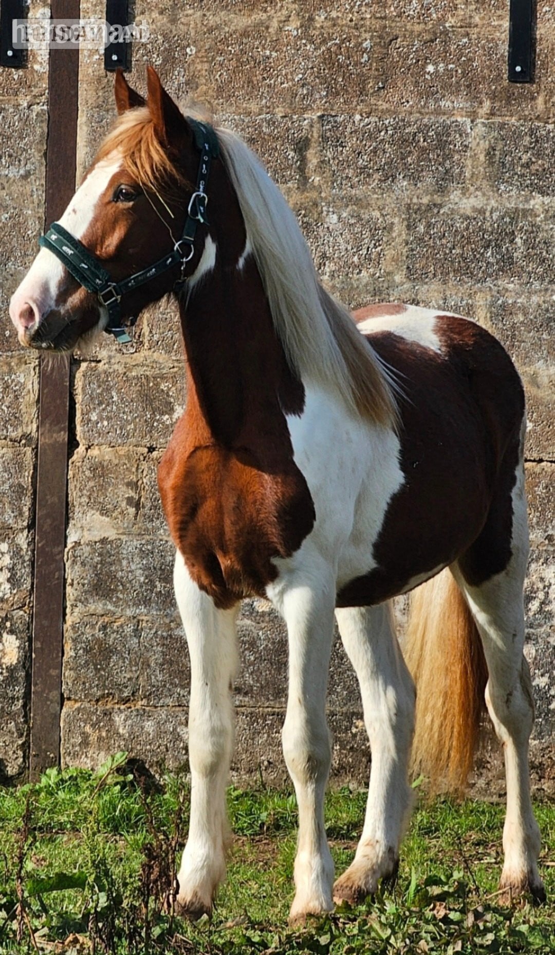 "Goonie" Skewbald Gelding Cob/Heavy Horse - Horses