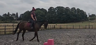 "Star" Bay Mare All Rounder