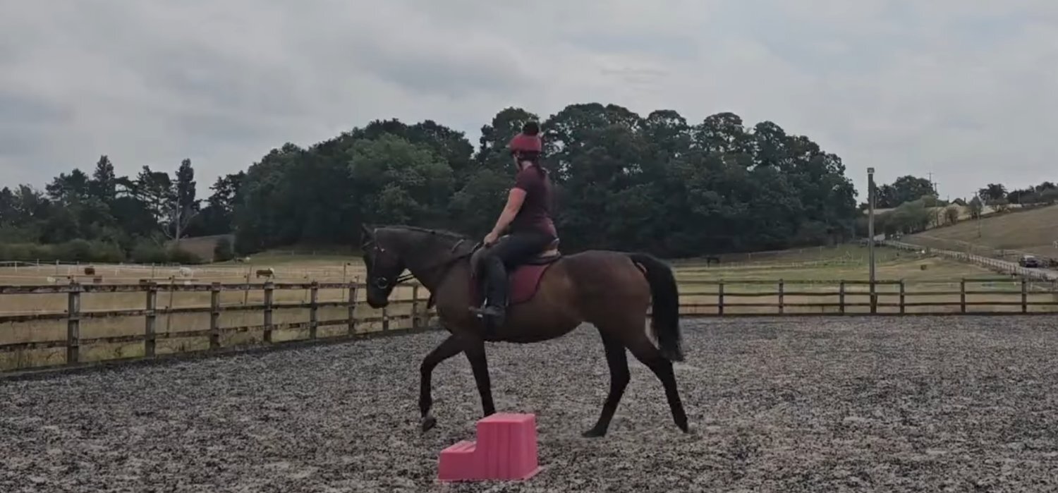 "Star" Bay Mare All Rounder