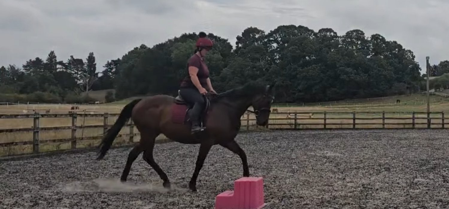 Cuddington Heath "Star" Bay Mare All Rounder