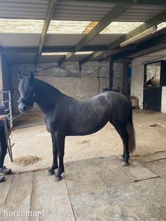 "bluebell"  Mare All Rounder