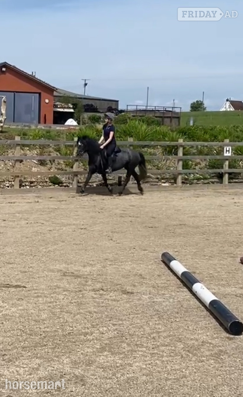 "bluebell"  Mare All Rounder - Horses in Combe Martin