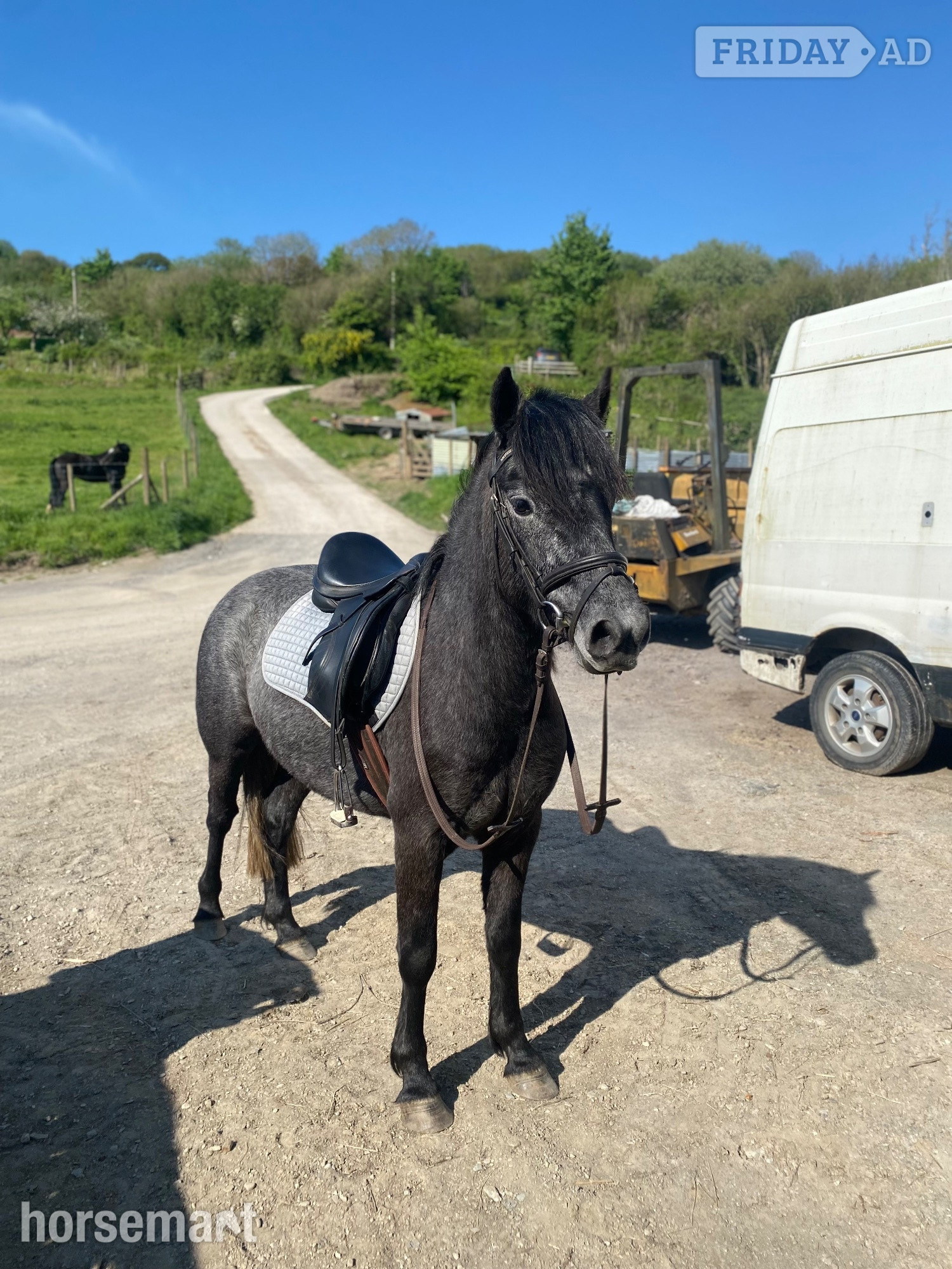 Combe Martin "bluebell"  Mare All Rounder
