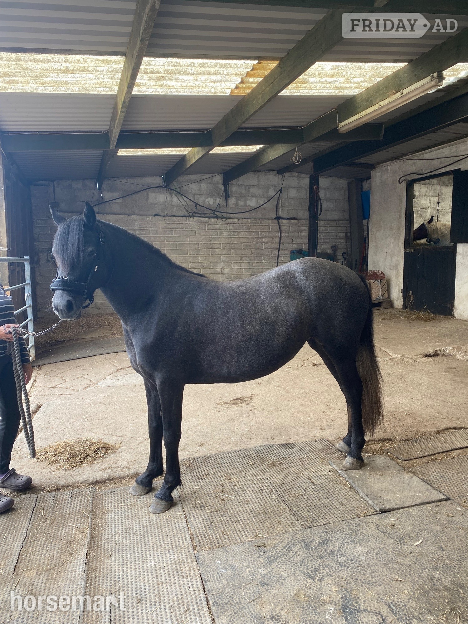 "bluebell"  Mare All Rounder in Combe Martin