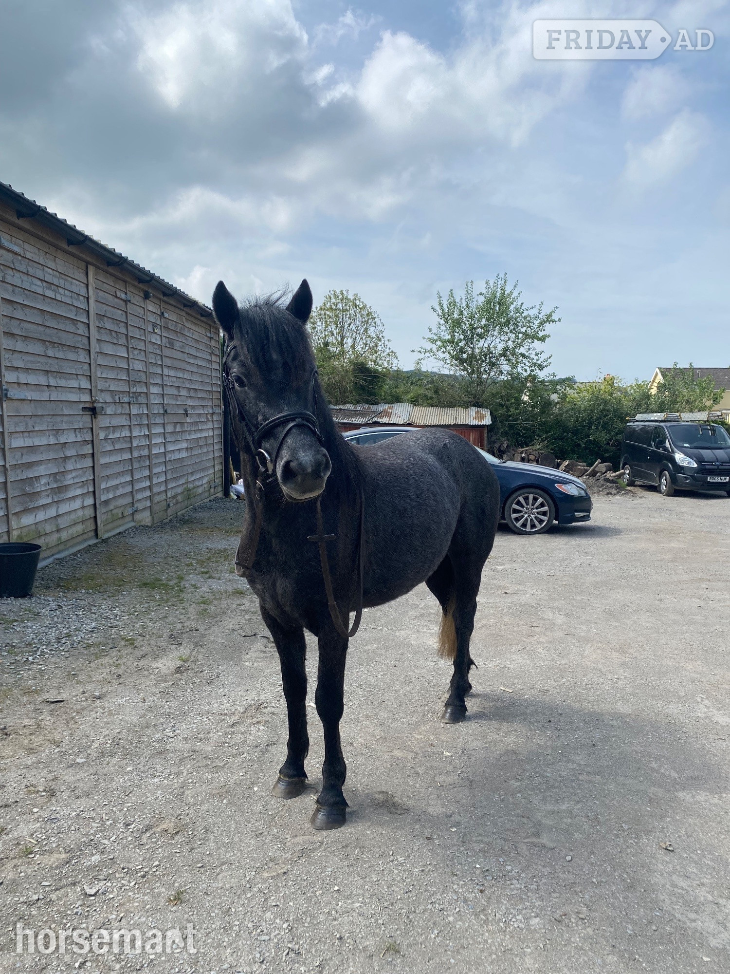 "bluebell"  Mare All Rounder