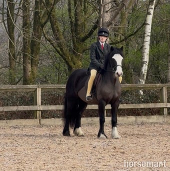 "Willow " Black Mare Pony Club Pony