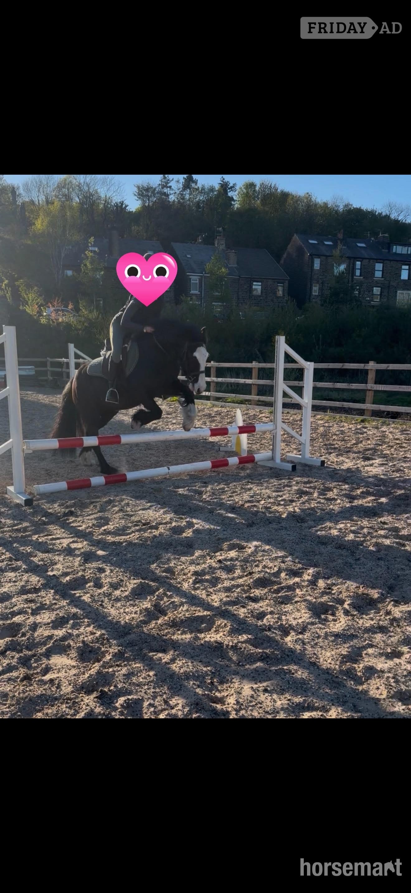 "Willow " Black Mare Pony Club Pony - Horses in Manchester