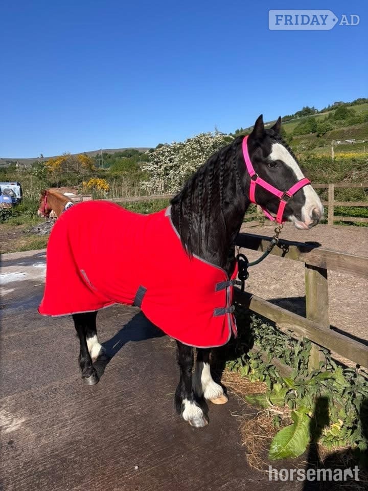 Manchester "Willow " Black Mare Pony Club Pony
