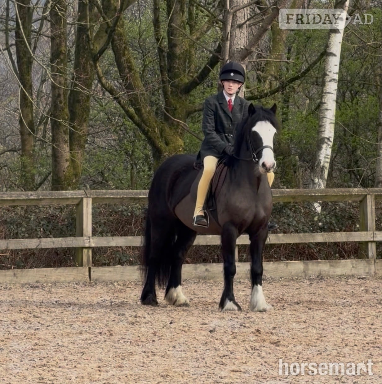 "Willow " Black Mare Pony Club Pony in Manchester