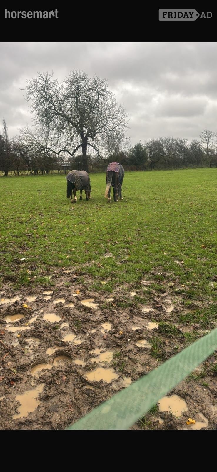 Harpenden "Daisy " Dapple Grey Mare Youngstock / Foal