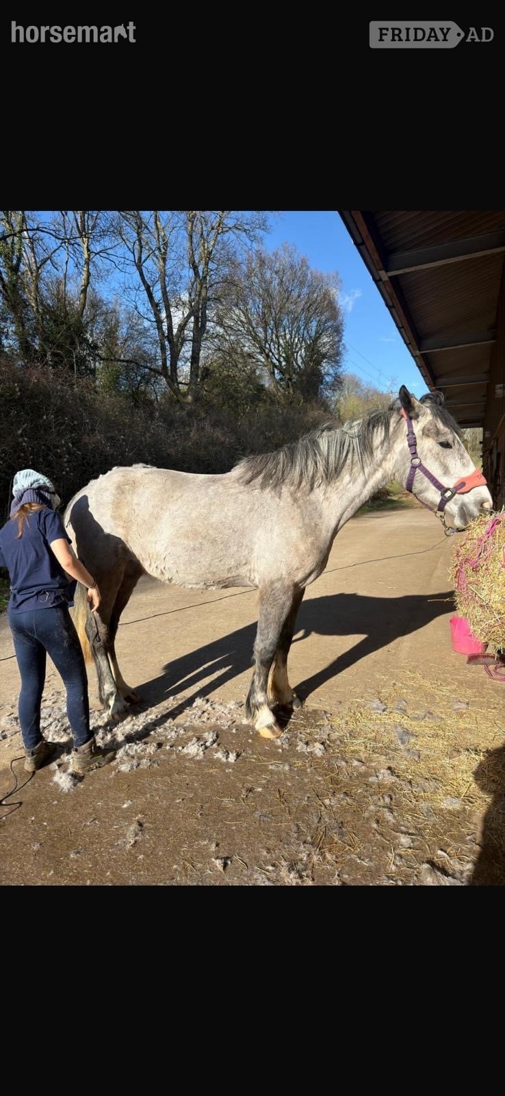 "Daisy " Dapple Grey Mare Youngstock / Foal in Harpenden