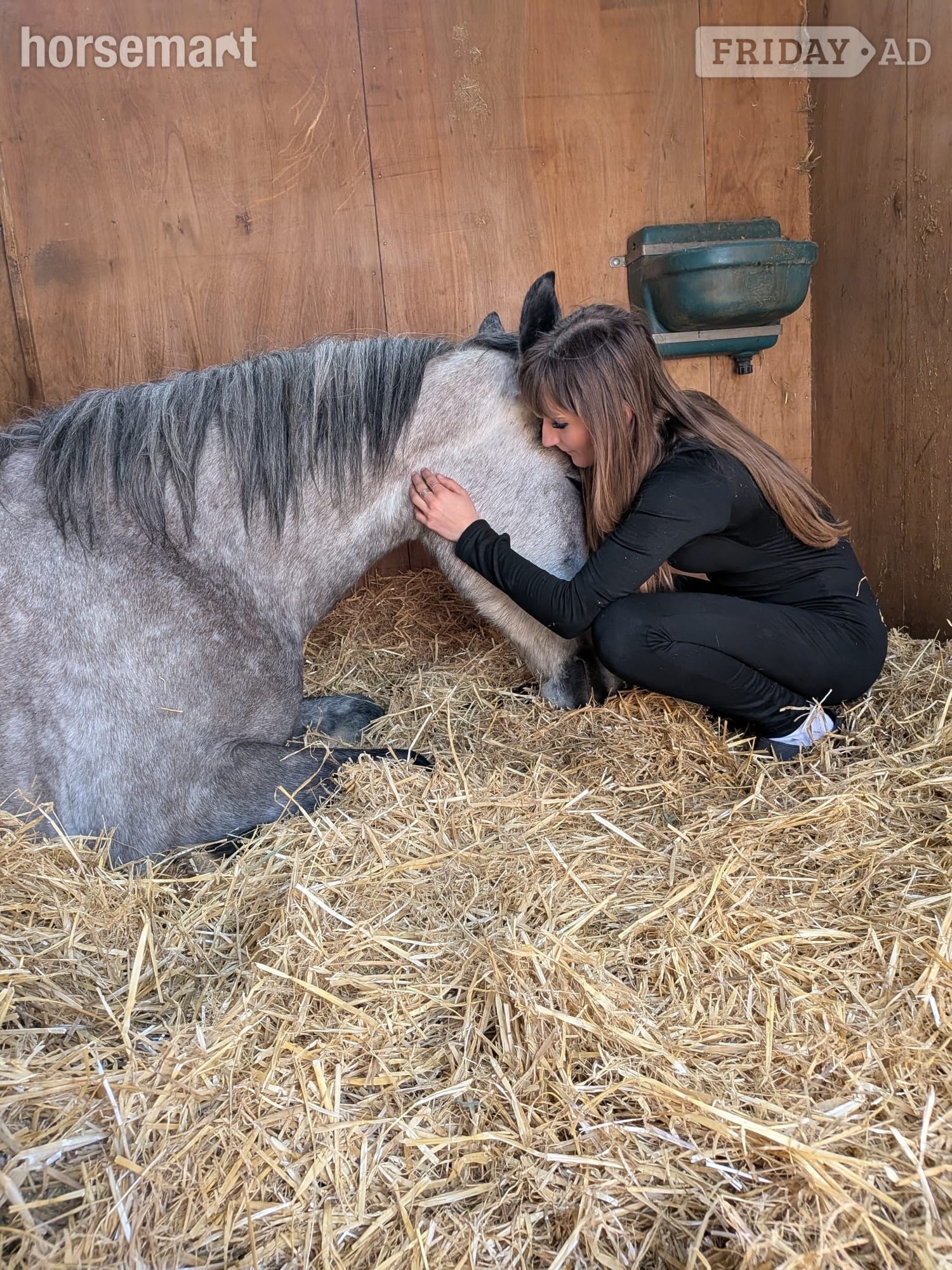 "Daisy " Dapple Grey Mare Youngstock / Foal - Horses in Harpenden