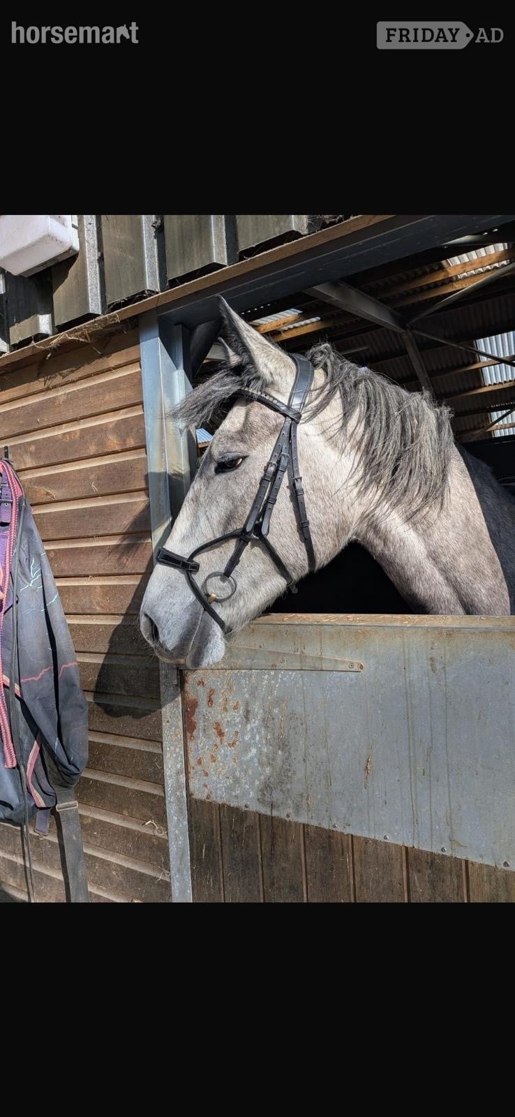 "Daisy " Dapple Grey Mare Youngstock / Foal