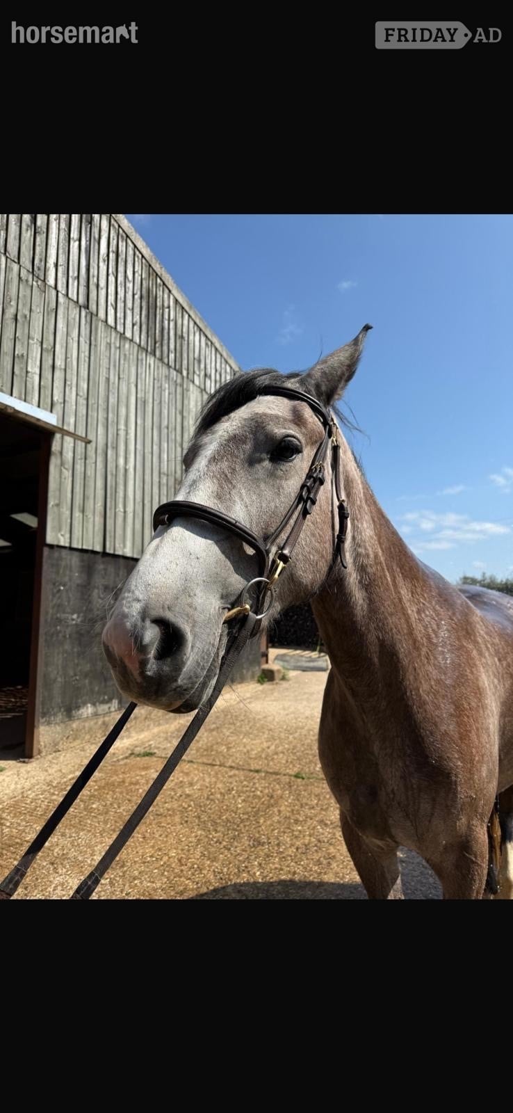 "Daisy " Dapple Grey Mare Youngstock / Foal - Horses