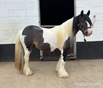 "Teddy" Piebald Gelding Cob/Heavy Horse