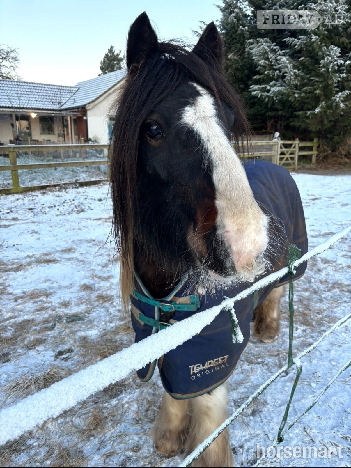 Old Buckenham "Teddy" Piebald Gelding Cob/Heavy Horse