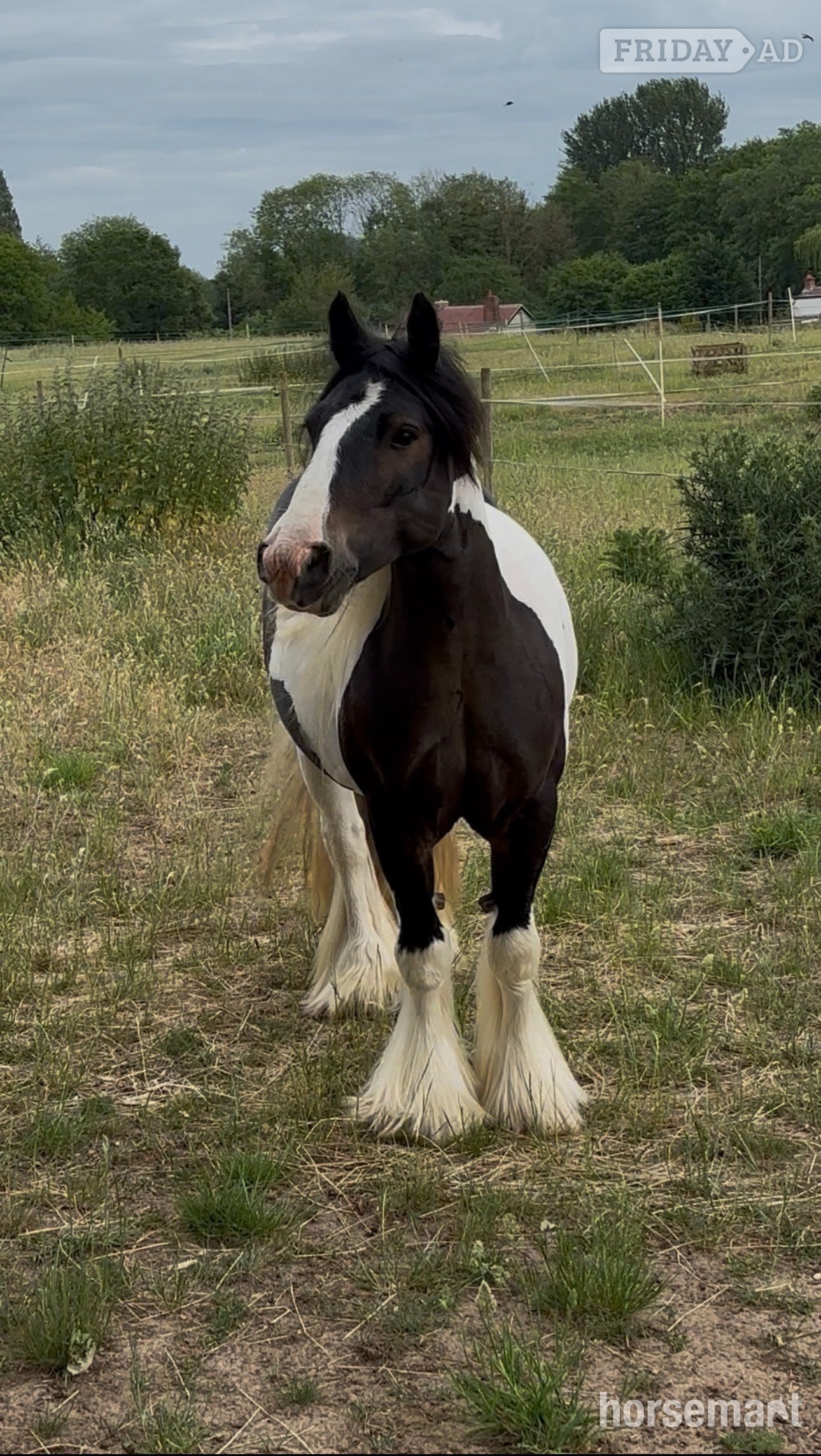 "Teddy" Piebald Gelding Cob/Heavy Horse - Horses in Old Buckenham